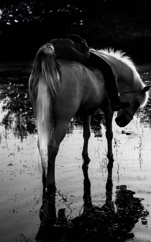 my-we-le-lien-avec-le-cheval